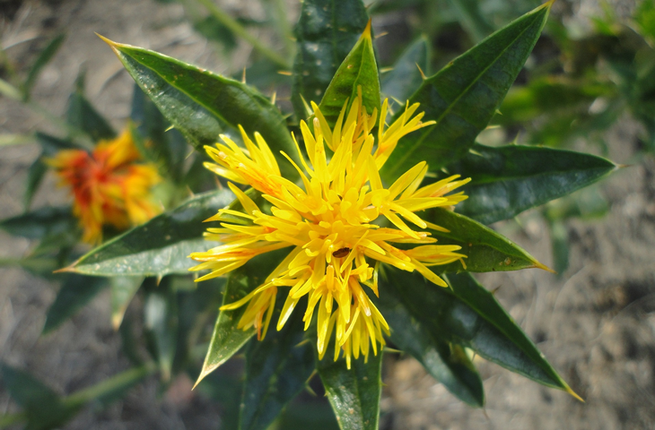 サフラワー油とサンフラワー油の違い